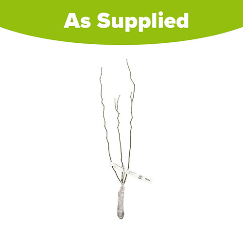 Dog Rose Hedge Rosa canina Single Bare Root 60/90cm