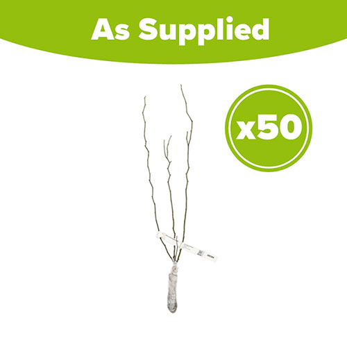 Dog Rose Hedge Rosa canina Pack of 50 Bare Roots 60/90cm Dog Rose Hedge Rosa canina Pack of 50 Bare Roots 60/90cm