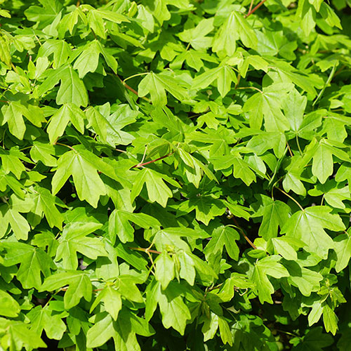 Mixed Native Hedging Collection 90-120cm Mixed Native Hedging Collection 90-120cm