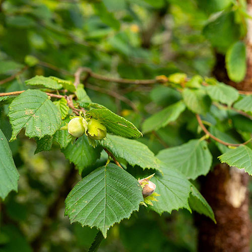 Mixed Native Hedging Collection 90-120cm Mixed Native Hedging Collection 90-120cm