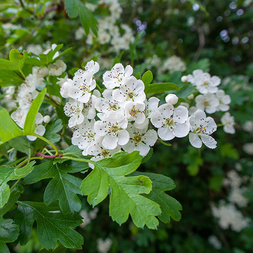 Mixed Native Hedging Collection 90-120cm Mixed Native Hedging Collection 90-120cm