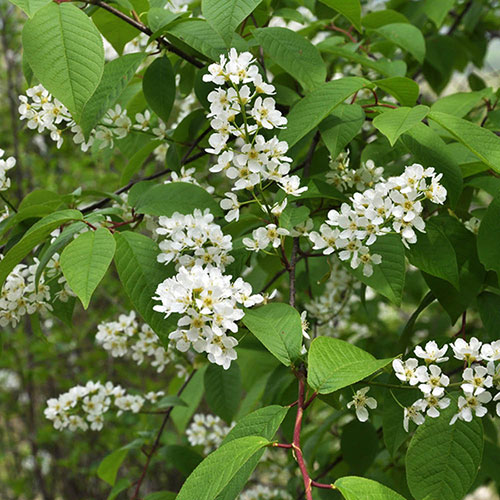 Mixed Native Hedging Collection 90-120cm Mixed Native Hedging Collection 90-120cm