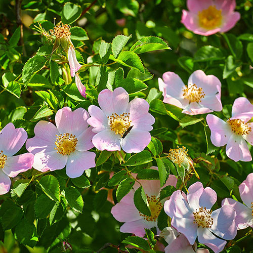 Mixed Native Hedging Collection 90-120cm Mixed Native Hedging Collection 90-120cm