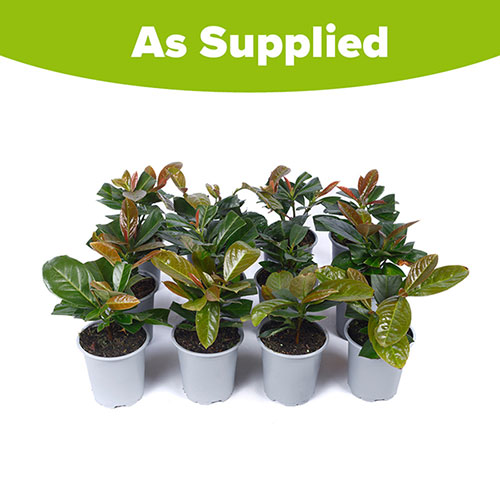 Cherry Laurel On Fire x 12 Cherry Laurel On Fire x 12