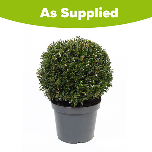 Ilex crenata Japanese Holly Topiary Ball Ilex crenata Japanese Holly Topiary Ball