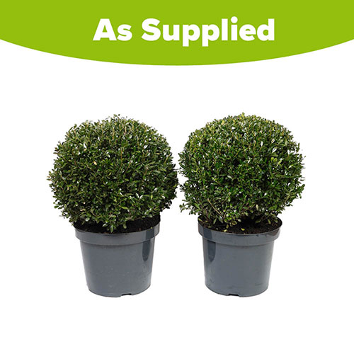 Ilex crenata Japanese Holly Topiary Balls Ilex crenata Japanese Holly Topiary Balls
