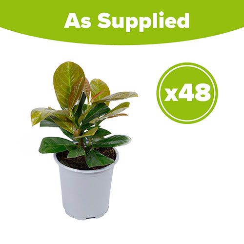 Cherry Laurel On Fire x 48 Cherry Laurel On Fire x 48