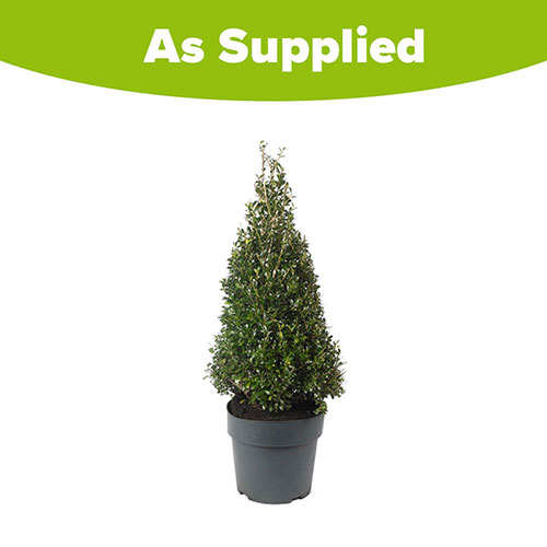 Ilex crenata Japanese Holly Pyramid Ilex crenata Japanese Holly Pyramid