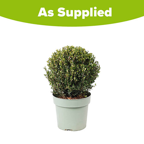 Ilex crenata Japanese Holly Topiary Ball