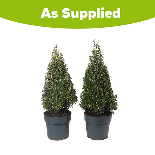 Ilex crenata Japanese Holly Pyramid Ilex crenata Japanese Holly Pyramid