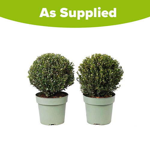 Ilex crenata Japanese Holly Topiary Ball