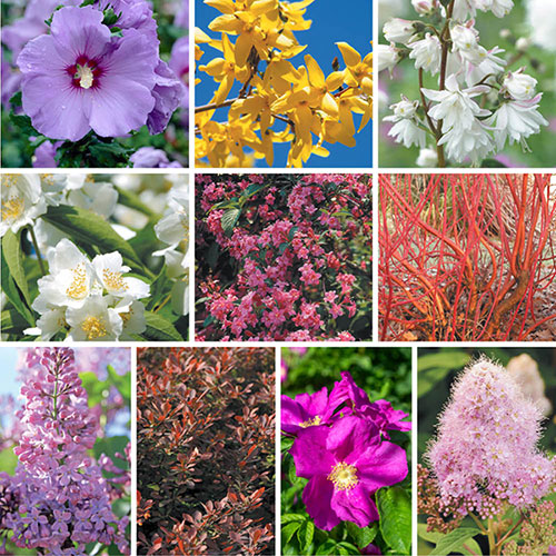 The Ultimate Winter Hardy Shrub Collection