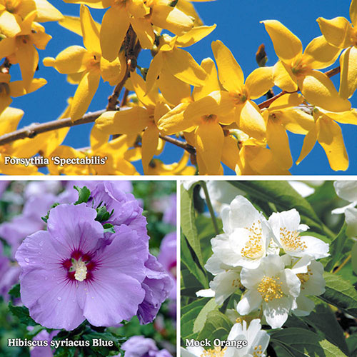 The Ultimate Winter Hardy Shrub Collection