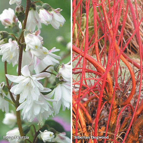 The Ultimate Winter Hardy Shrub Collection