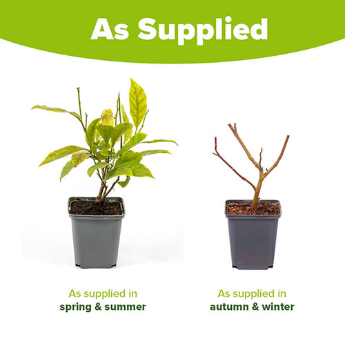 Magnolia Stellata Magnolia Stellata