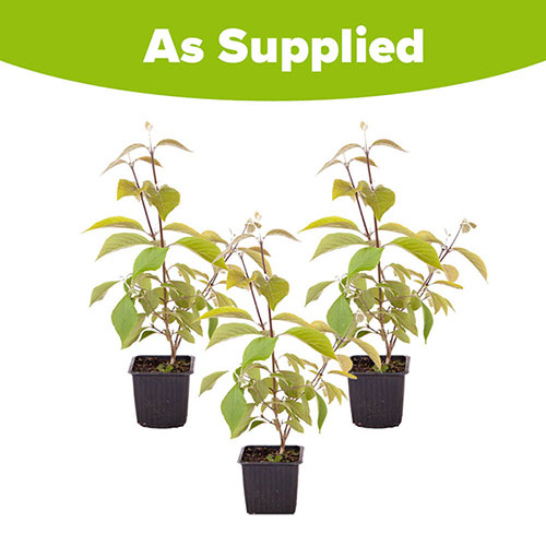 Callicarpa Profusion Beautyberry