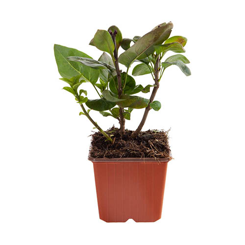 Fragrant Lilac Charles Joly Fragrant Lilac Charles Joly