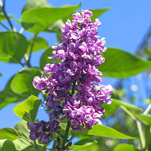 Fragrant Lilac Charles Joly