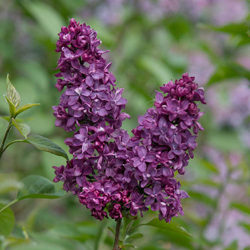 Fragrant Lilac Charles Joly