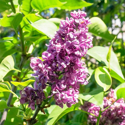 Fragrant Lilac Charles Joly