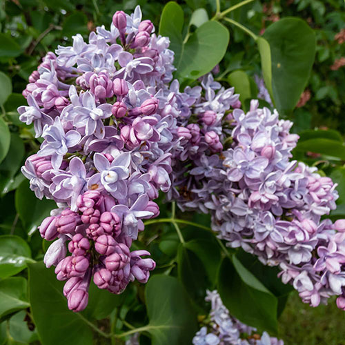 Fragrant French Lilac Katherine Havemeyer Fragrant French Lilac Katherine Havemeyer