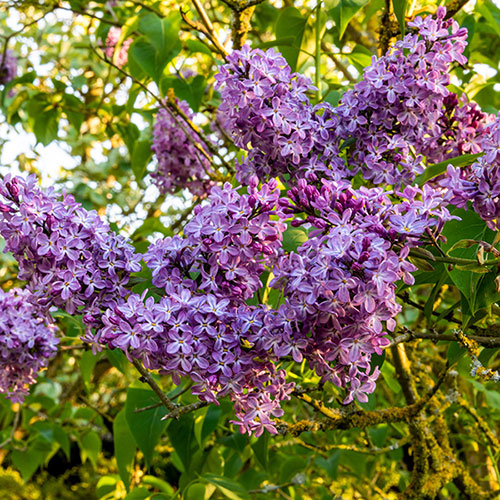 Fragrant French Lilac Katherine Havemeyer Fragrant French Lilac Katherine Havemeyer