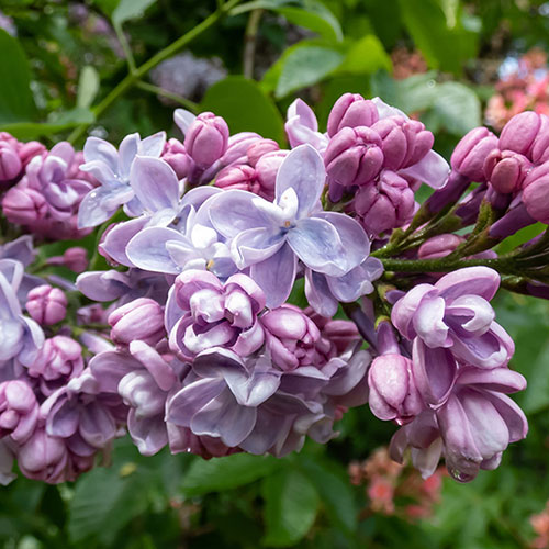 Fragrant French Lilac Katherine Havemeyer Fragrant French Lilac Katherine Havemeyer
