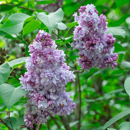 Fragrant French Lilac Katherine Havemeyer Fragrant French Lilac Katherine Havemeyer