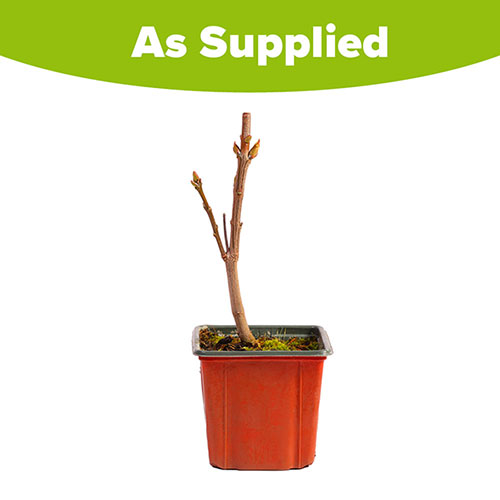 Lilac Beauty of Moscow