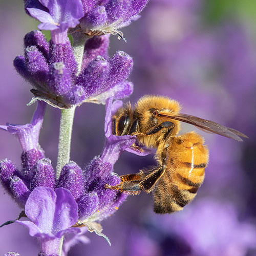 English Lavender Collection English Lavender Collection