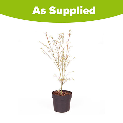 Acer palmatum Emerald Lace Acer palmatum Emerald Lace