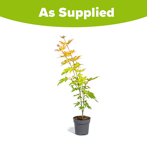 Acer palmatum Orange Dream Acer palmatum Orange Dream