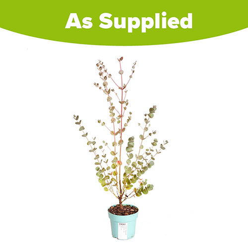 Eucalyptus gunnii Azura Eucalyptus gunnii Azura