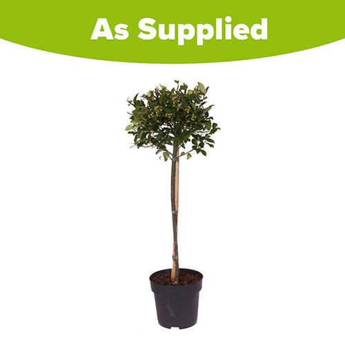 Standard Holly Tree