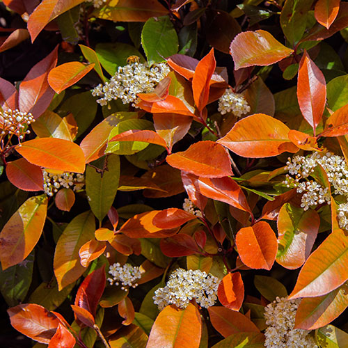 Standard Photinia Little Red Robin Trees
