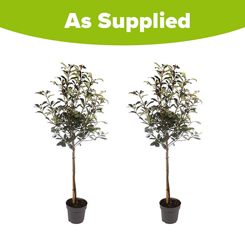 Standard Photinia Little Red Robin Trees