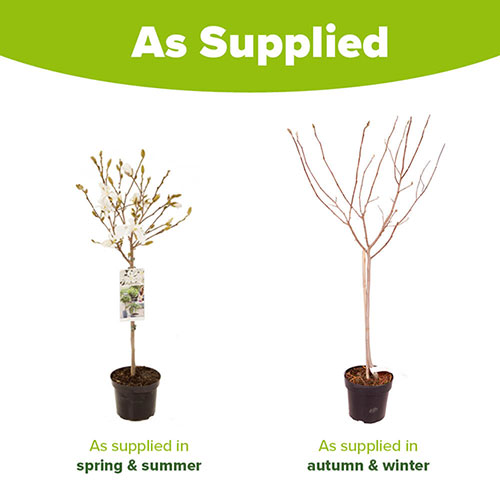 Magnolia stellata Standard