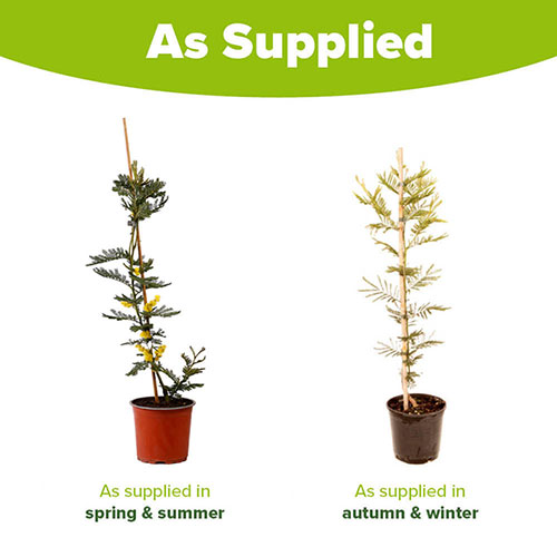 Flowering Mimosa Bush