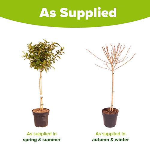 Forsythia Weekend Standard