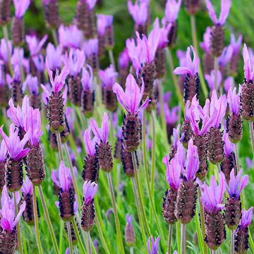 French Lavender stoechas