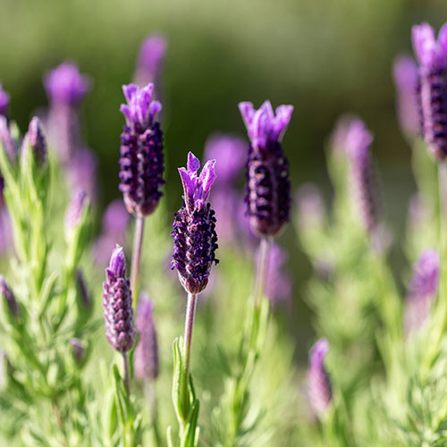 French Lavender stoechas