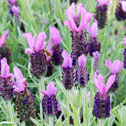 French Lavender stoechas