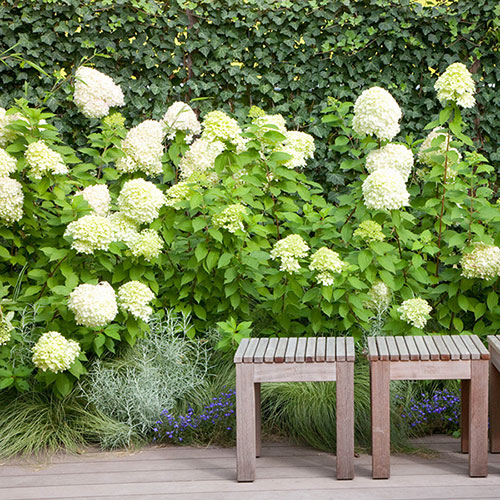Hydrangea paniculata Limelight Hydrangea paniculata Limelight