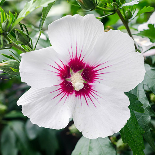 Tricolour Hibiscus