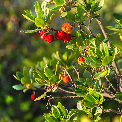Strawberry Tree - Arbutus unedo Strawberry Tree - Arbutus unedo