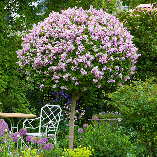Lilac Syringa Palibin Standard Lilac Syringa Palibin Standard