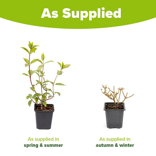 Hydrangea Diamant Rouge