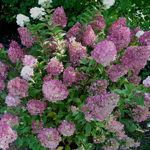 Hydrangea paniculata Sundae Fraise Hydrangea paniculata Sundae Fraise