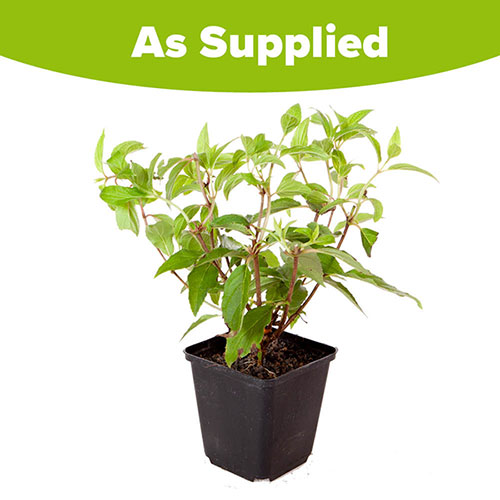 Hydrangea paniculata Sundae Fraise Hydrangea paniculata Sundae Fraise