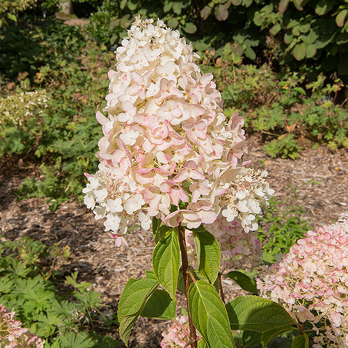 Hydrangea paniculata Silver Dollar